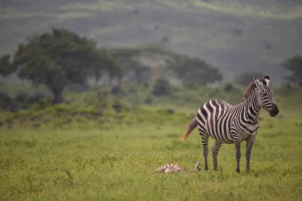 Zebra Serengeti Milli Parkı Tanzanya Doğu Afrika — Stok fotoğraf