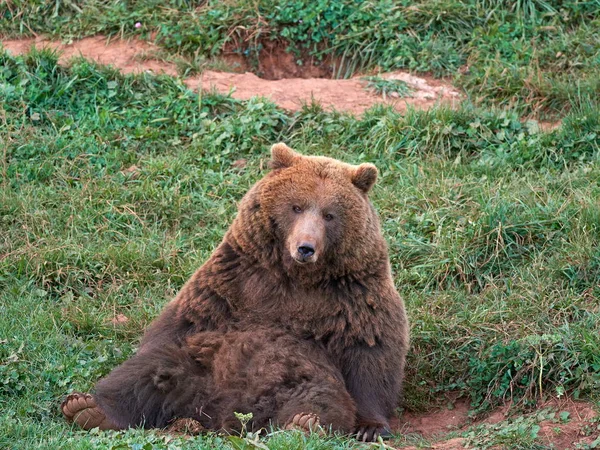 Евразийский Бурый Медведь Ursus Arctos Arctos Известный Европейский Бурый Медведь — стоковое фото