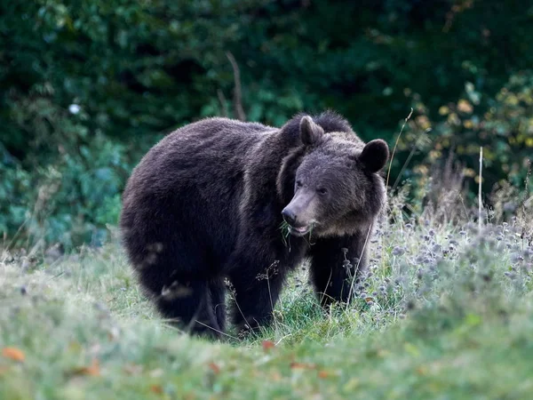 Urso Pardo Eurasiático Ursus Arctos Arctos Também Conhecido Como Urso — Fotografia de Stock