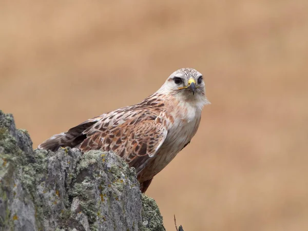 Cerf Volant Reposant Sur Roche Buteo Rufinus — Photo