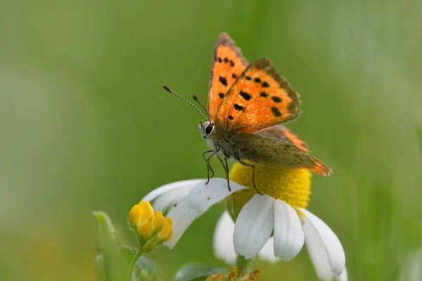 Motýl Lycaena Velkohlavá Přirozeném Prostředí Sedí Bílý Květ — Stock fotografie