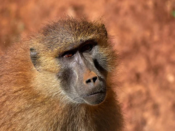 Funny Monkey Portrait Background — Stock Photo, Image