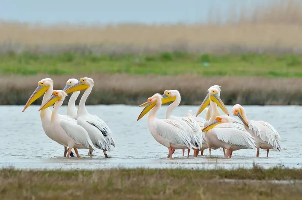 Pelikane Natürlichem Lebensraum — Stockfoto