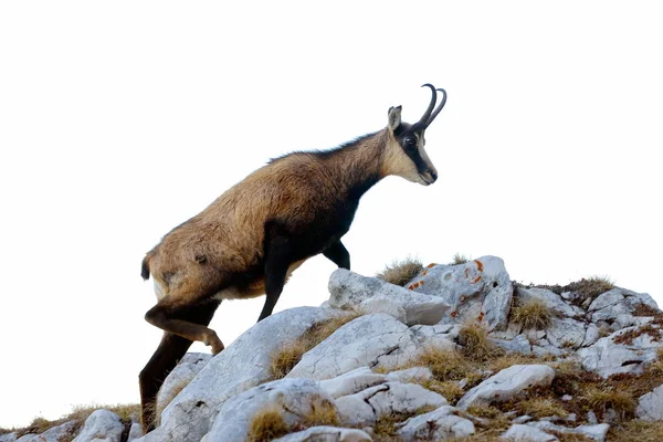 Chamois Rupicapra Rupicapra Arka Plan — Stok fotoğraf