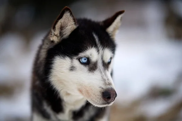 Сибірський Хаски Портрет Собаки Відкритий Взимку — стокове фото