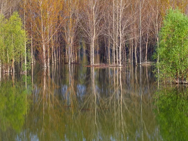 Lush Green Poplar Trees Reflected Water Sunny Summer Day — Stock Photo, Image