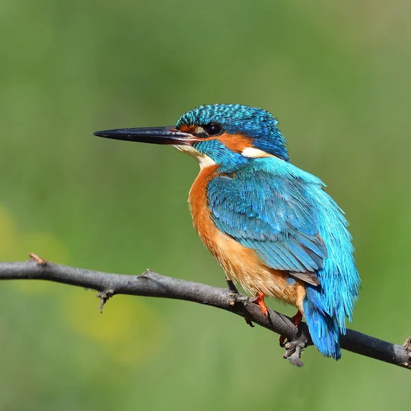 Martin Pêcheur Alcedo Atthis Dans Habitat Naturel — Photo