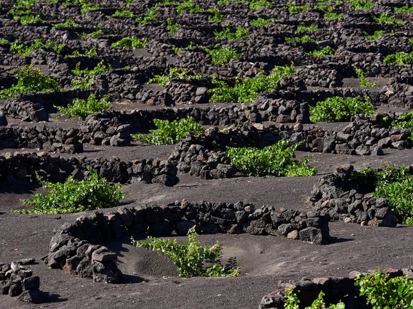 Berömda Vingårdarna Geria Vulkanisk Mark Lanzarote Island Spanien — Stockfoto