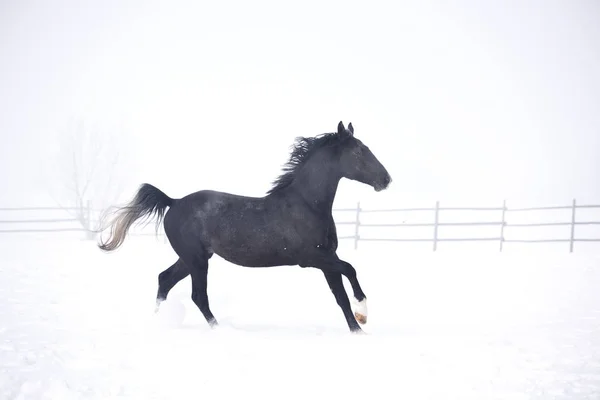 Gyönyörű Futás Szabadtéri Télen — Stock Fotó
