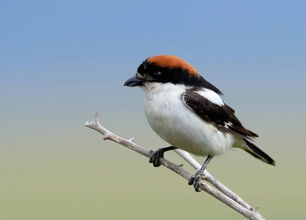 Dzierzba Woodchat Lanius Senator Naturalnym Środowisku Siedzący Gałęzi — Zdjęcie stockowe