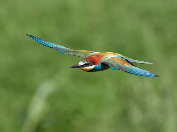 Comedor Europeu Abelhas Merops Apiaster Habitat Natural — Fotografia de Stock