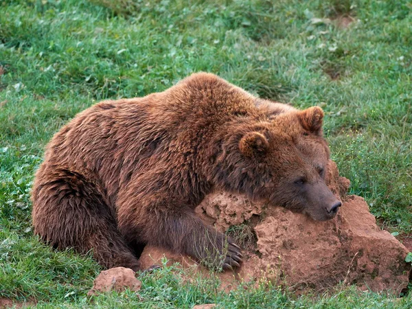 Oso Pardo Euroasiático Ursus Arctos Arctos También Conocido Como Oso — Foto de Stock