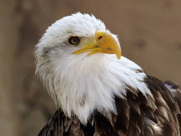 Kel Kartal Haliaeetus Leucocephalus Portre — Stok fotoğraf