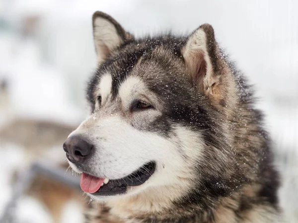 Σιβηρικό Γεροδεμένο Σκύλο Πορτρέτο Εξωτερική Χειμώνα — Φωτογραφία Αρχείου