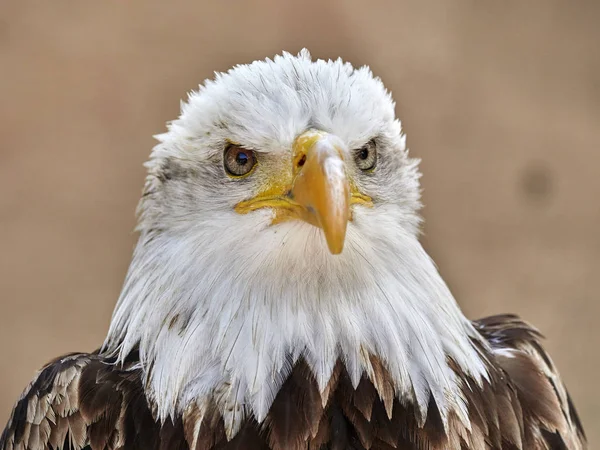 Bald Eagle Haliaeetus Leucocephalus Portrait — Stock Photo, Image