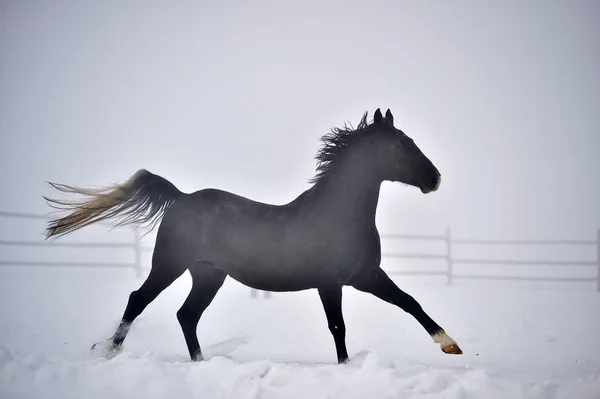 Krásný Kůň Běží Venku Zimě — Stock fotografie