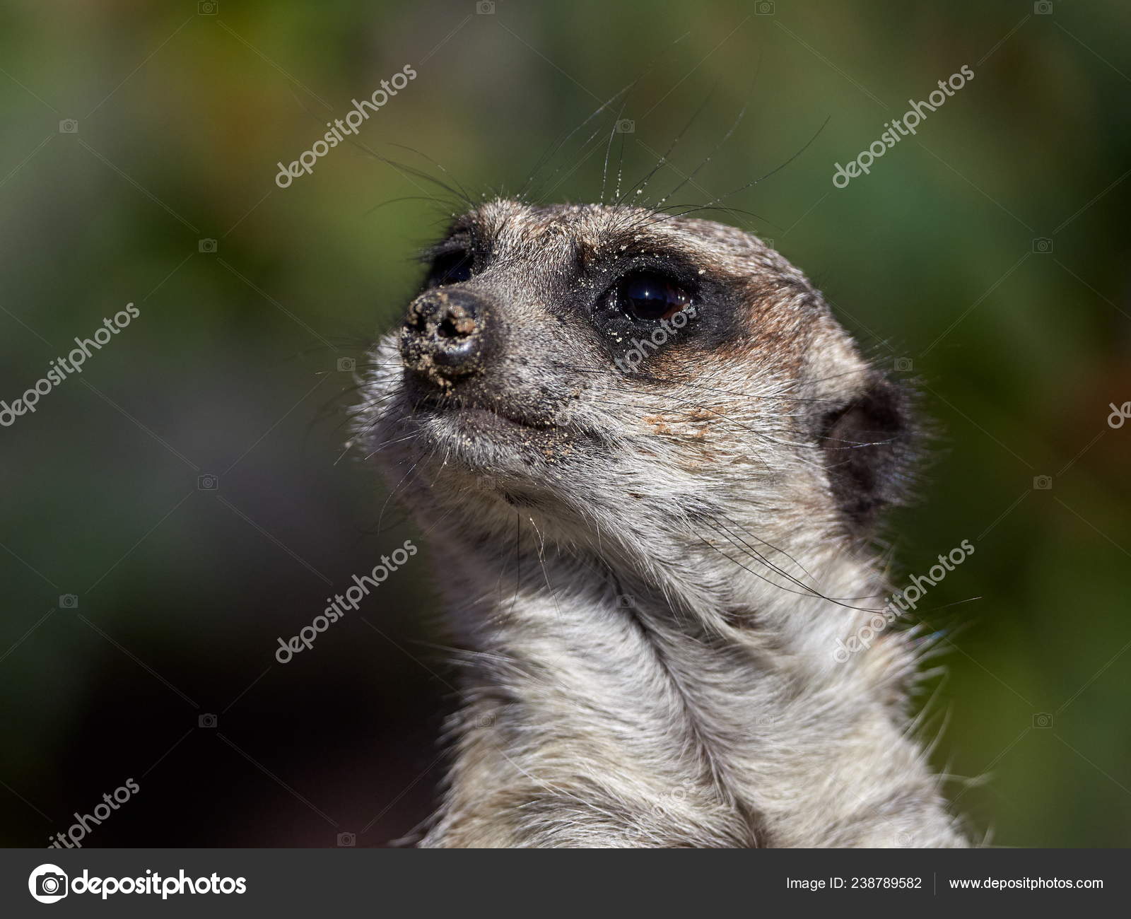 動物画像のすべて ぜいたく面白い 写真 動物