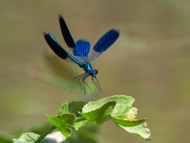 Yusufçuk (coleopteres splendens yaz aylarında açık)