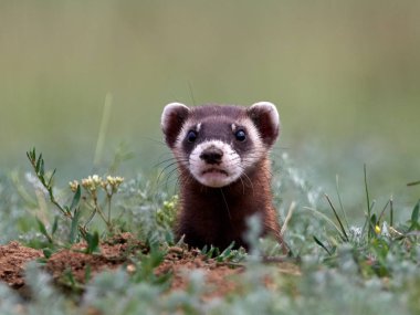 Romanya 'nın doğal habitatı Dobrogea' da Steppe gelincikleri (Mustela eversmanii)