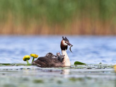(podiceps cristatus gölde piliçle büyük batağan)
