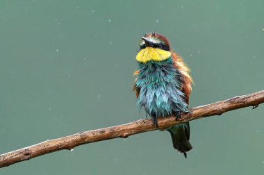 Yağmurlu gün doğal ortamlarında Avrupa arı kuşugiller (arı kuşu Apiaster)