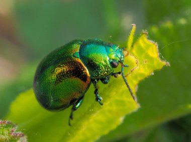 yaprak (cryptocephalus sericeus renkli böcek)