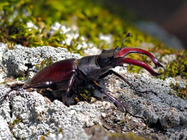 Stag Beetle - Lucanus cervus - doğal yaşam alanı