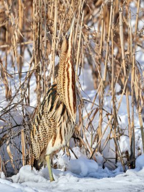 Bayağı balaban (botaurus stellaris Kışın açık)