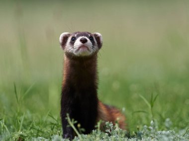 Romanya 'nın doğal habitatı Dobrogea' da Steppe gelincikleri (Mustela eversmanii)