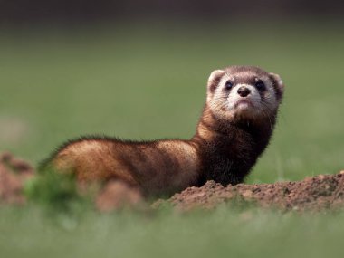 Romanya 'nın doğal habitatı Dobrogea' da Steppe gelincikleri (Mustela eversmanii)