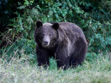 Avrasya kahverengi ayısı (Ursus arctos arctos), Avrupa kahverengi ayısı olarak da bilinir.