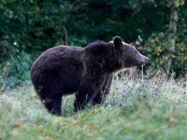 Avrasya kahverengi ayısı (Ursus arctos arctos), Avrupa kahverengi ayısı olarak da bilinir.