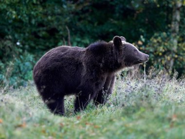Avrasya kahverengi ayısı (Ursus arctos arctos), Avrupa kahverengi ayısı olarak da bilinir.