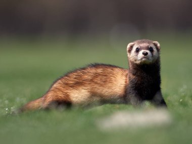 Romanya 'nın doğal habitatı Dobrogea' da Steppe gelincikleri (Mustela eversmanii)