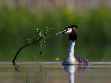 Su kuş Gölü (podiceps cristatus)