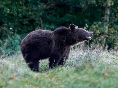 Avrasya kahverengi ayısı (Ursus arctos arctos), Avrupa kahverengi ayısı olarak da bilinir.
