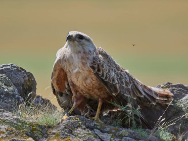 kaya (buteo rufinus dinlenme uçurtma)