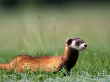Romanya 'nın doğal habitatı Dobrogea' da Steppe gelincikleri (Mustela eversmanii)
