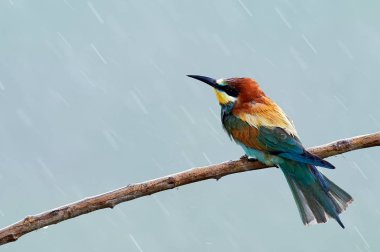 Yağmurlu gün doğal ortamlarında Avrupa arı kuşugiller (arı kuşu Apiaster)