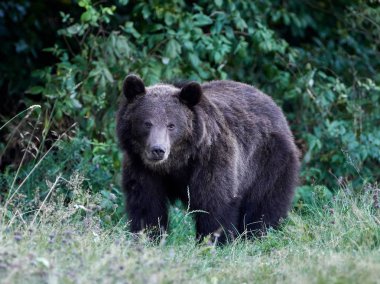 Avrasya kahverengi ayısı (Ursus arctos arctos), Avrupa kahverengi ayısı olarak da bilinir.