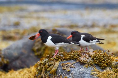 Avrasya istiridye yakalayıcısı (Haematopus ostralegus)