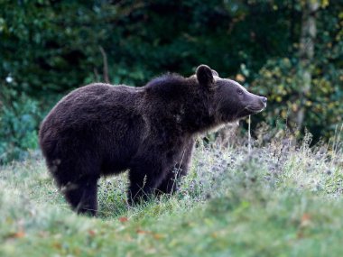Avrasya kahverengi ayısı (Ursus arctos arctos), Avrupa kahverengi ayısı olarak da bilinir.