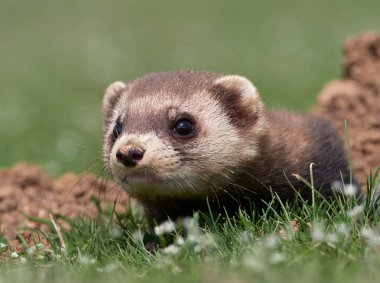 Romanya 'nın doğal habitatı Dobrogea' da Steppe gelincikleri (Mustela eversmanii)