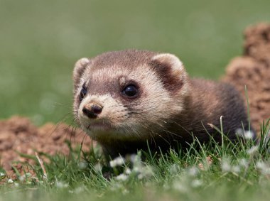 Steppe weasels or Masked polecats (Mustela eversmanii) in natural habitat, Dobrogea, Romania clipart