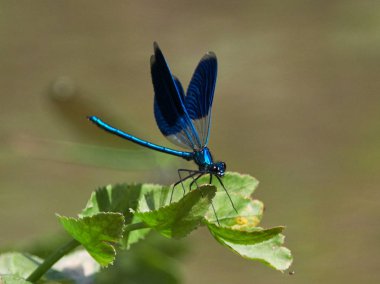 Yusufçuk (coleopteres splendens yaz aylarında açık)