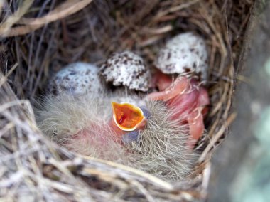 bahar içinde belgili tanımlık yuva kuş civciv