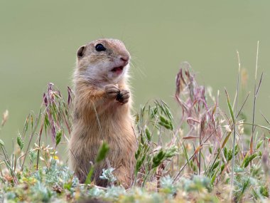 Avrupa zemin sincap doğal ortamlarında (Spermophilus citellus)