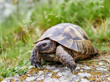 Doğal ortamında mahmuzlanmış kaplumbağa (Testudo graeca).