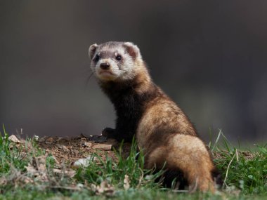 Romanya 'nın doğal habitatı Dobrogea' da Steppe gelincikleri (Mustela eversmanii)