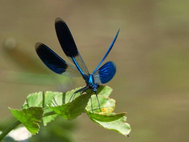 Yusufçuk (coleopteres splendens yaz aylarında açık)